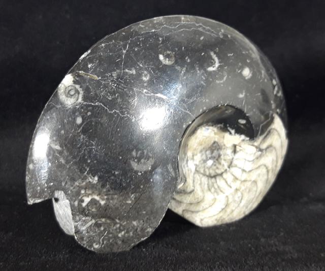 Manticoceras sp. HYATT 1884 - Bild &copy; FossNet FossilienStore